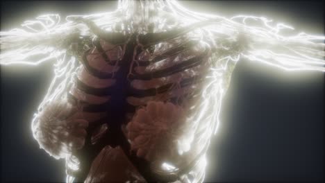 animación colorida del cuerpo humano que muestra huesos y órganos