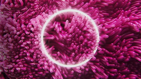 fondo de algas anémona rosa balanceándose bajo el agua con círculo de neón