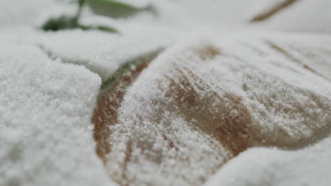 Foto-Macro-De-Una-Flor-Congelada-En-El-Hielo-Derritiéndose