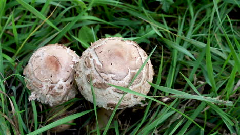 two bun shaped fungi, chlorophyllum rhacodes, growing on the grass verge in rutland, united kingdom