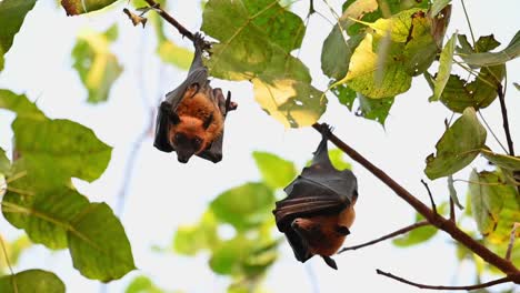 zorros voladores, pteropus lyleior