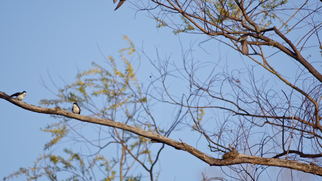 Cinematic take on purple martin mating displays, captured in fluid motion.