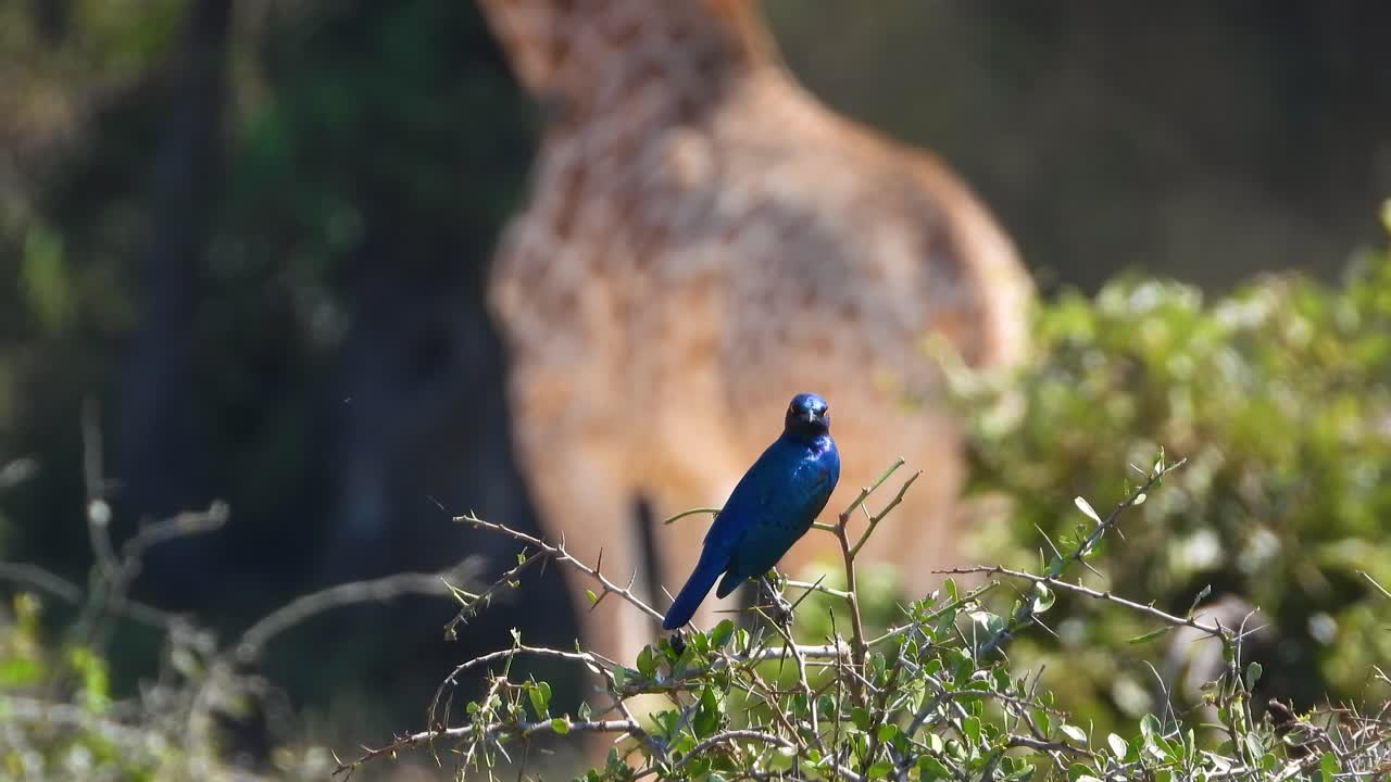 크루거 국립 공원 배경 에 아프리카 지라프 가 있는 가지 에 앉아 있는 케이프 글러시 스탈링