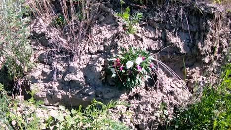 Blume-Auf-Der-Seite-Eines-Schmutzhügels-An-Einem-Sonnigen-Tag-In-Der-Nähe-Von-Sandy-Point,-Alberta,-Kanada