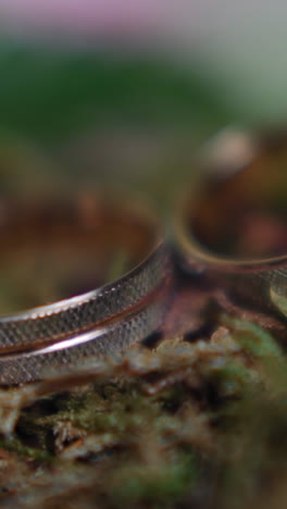 Stylish wedding rings pair on thuja tree leaves extreme closeup. Traditional jewelry accessories for husband and wife. Bridal ceremony element