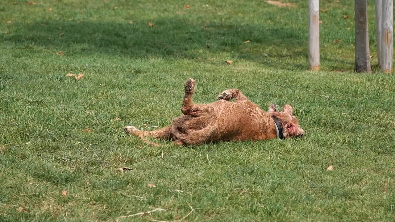 Dog Rolling in Grass