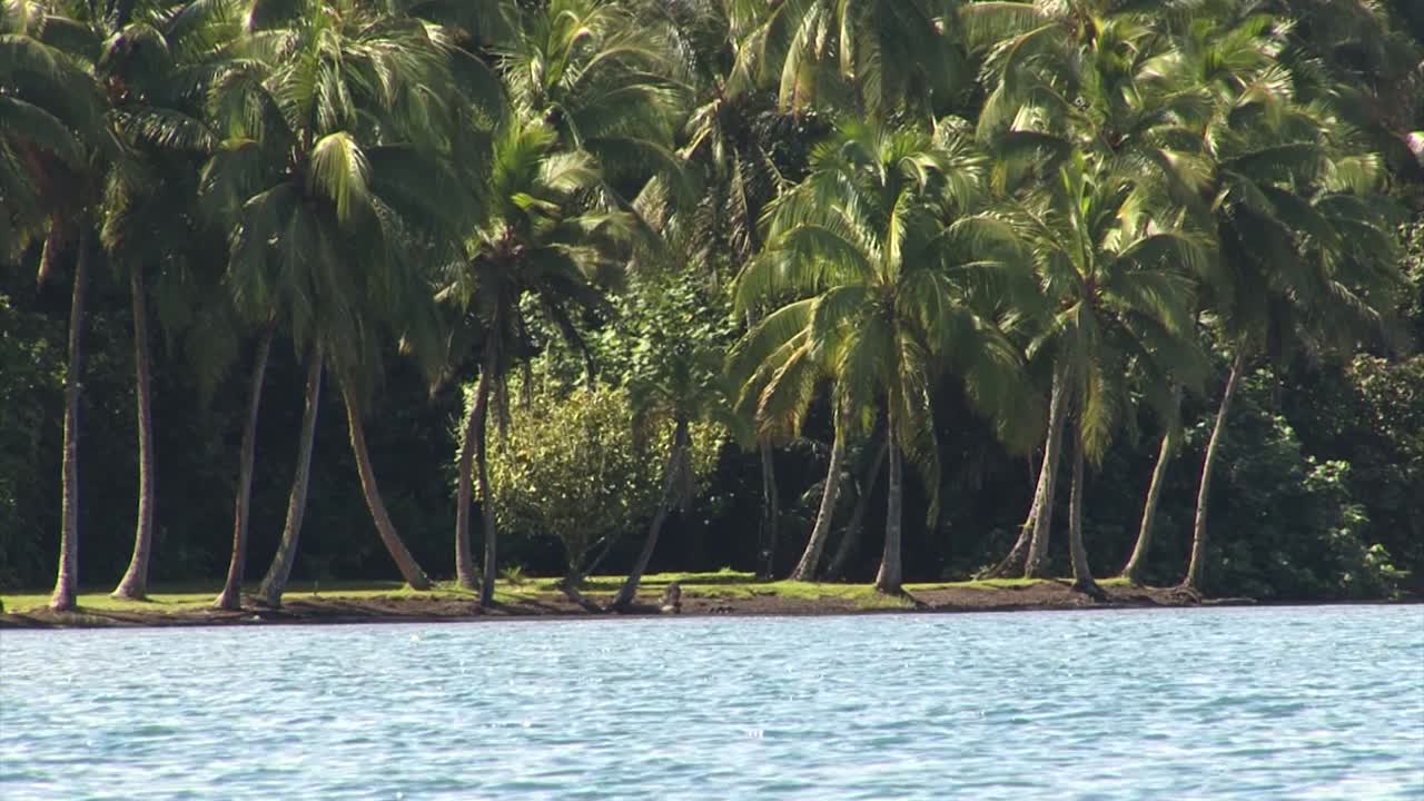 Palm trees on the waterfront in Tahiti, French Polynesia