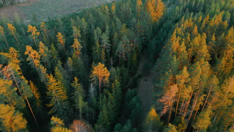 green forests of latvia in the month of may