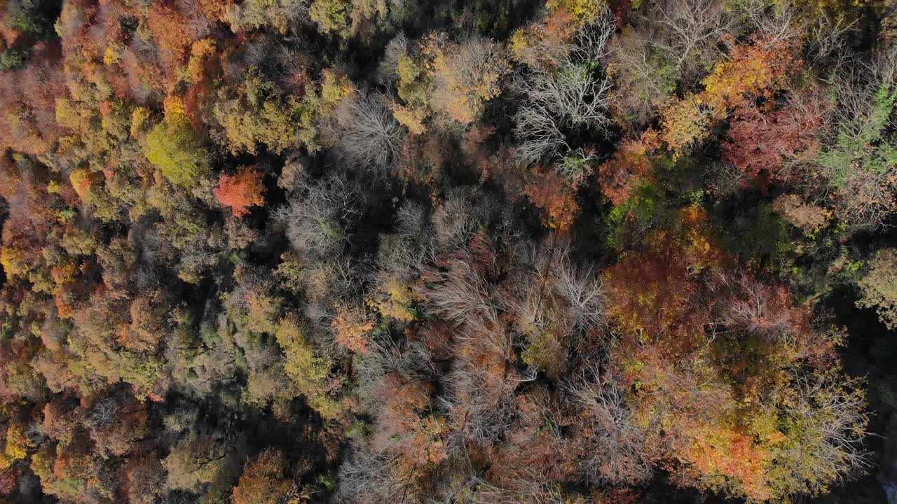 antena: plano cenital de un bosque otoñal con árboles de colores amarillentos