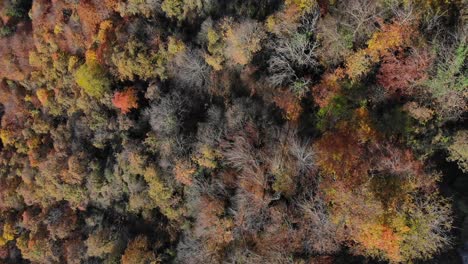 Aerial:-zenital-shot-of-an-autumn-forest-with-trees-in-yellowish-colours