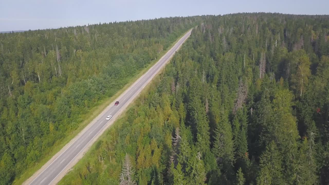 carretera a través de un bosque de pinos