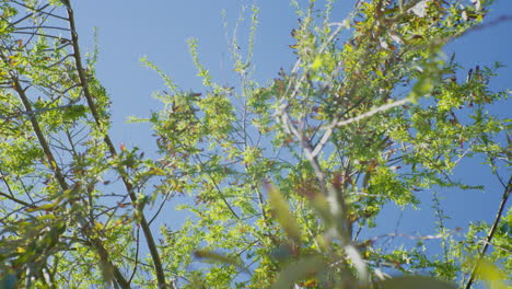 Ein-Einzelner-Baum-Mit-Einem-üppigen-Blätterdach-Aus-Grünen-Blättern,-Der-Als-Beweis-Für-Die-Widerstandsfähigkeit-Der-Natur-Dient