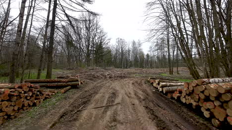 raw wooden logs stacked next to woodland dirt road, timber harvesting