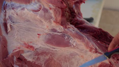 knife trims pork carcass during rural north portugal traditional pig butchering
