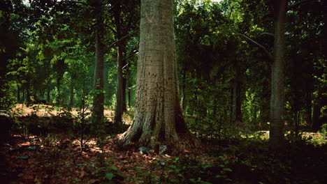 thick dark forest with moss and sun rays shining trough