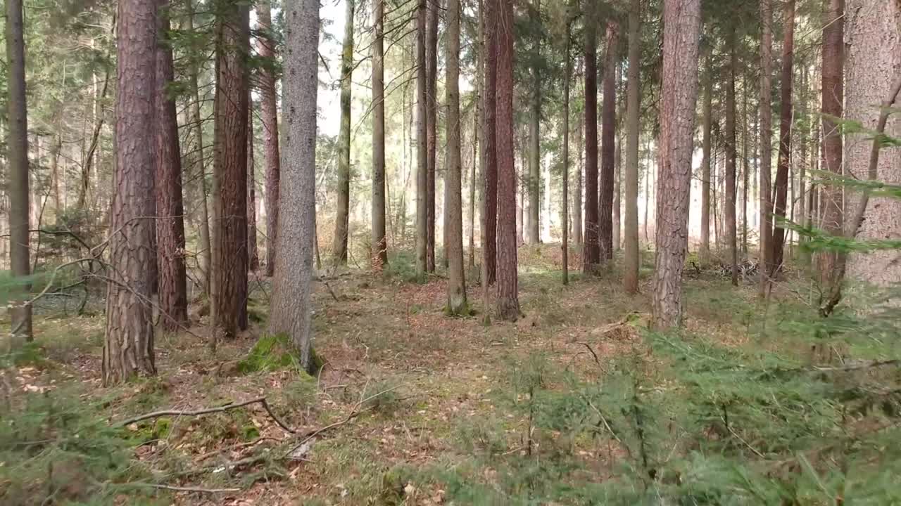 Volo abile di un drone attraverso la foresta.