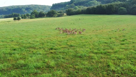 Fliegen-Zur-Hirschherde-Auf-Der-Grünen-Wiese-In-Der-Nähe-Des-Waldes