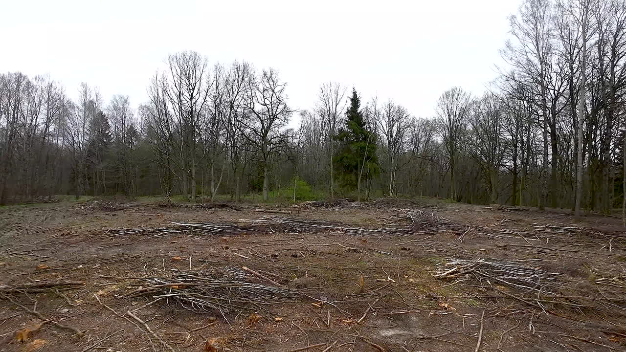 산림 벌채 와 벌채 로 인해 잃어버린 숲 의 파괴적 인 영향,폴란드