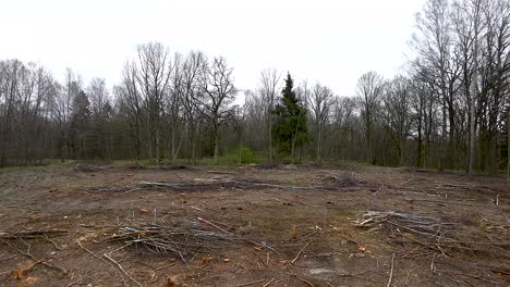 pobreza destructiva de los bosques perdidos por la deforestación y la tala,polonia