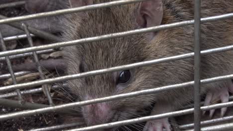 closeup of a brown rat, rattus norvegicus, caught in a live trap. uk