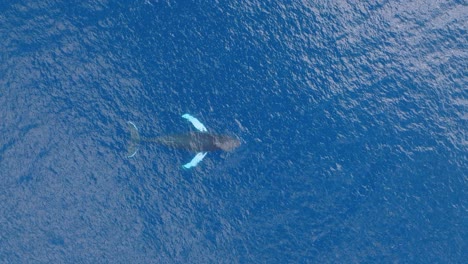 aerial top down tracking shot of humpback whale swimming and taking a breath