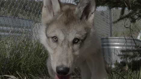 Bebé-Lobo-Gris-En-El-Santuario-De-Lobos-Viene-A-Saludar