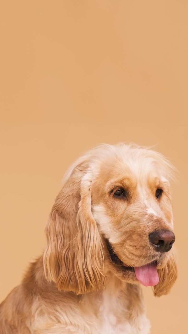 Cute brown English Cocker Spaniel dog on beige background with copy space