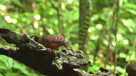 Kastanienbauch-Rebhuhnvögel-Fressen-Hinter-Einem-Bemoosten-Baumstamm