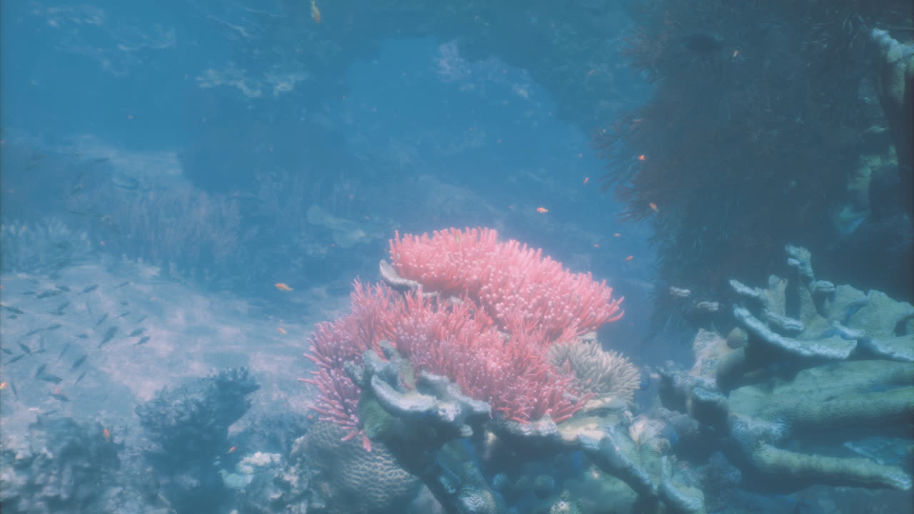 Vibrant coral reef thriving underwater during a sunny day