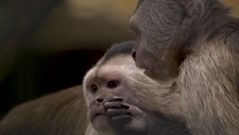 close-up of the facial expressions of a cute weeper capuchin monkey