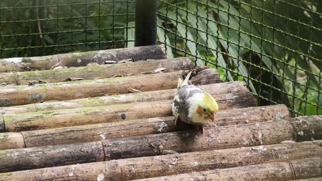 cockatiel in a bamboo cage