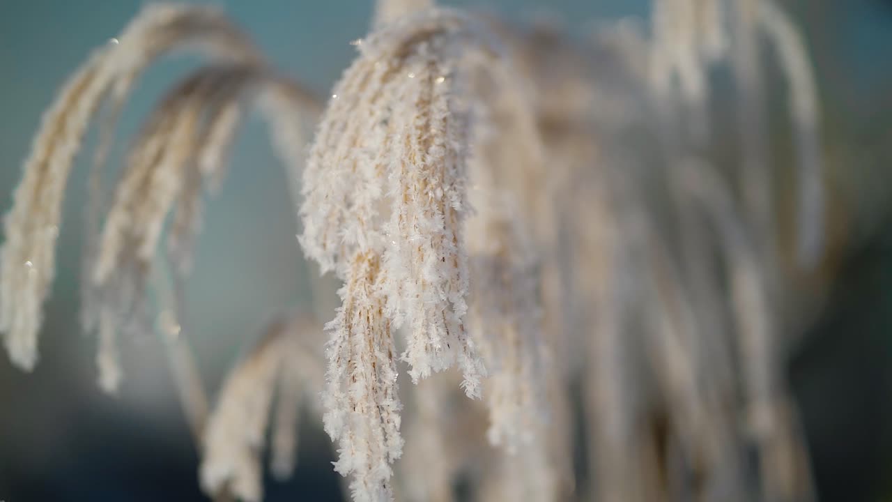 Frost covered decorative garden grass in a peaceful winter scenery.