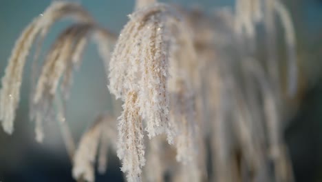 frost covered decorative garden grass in a peaceful winter scenery.