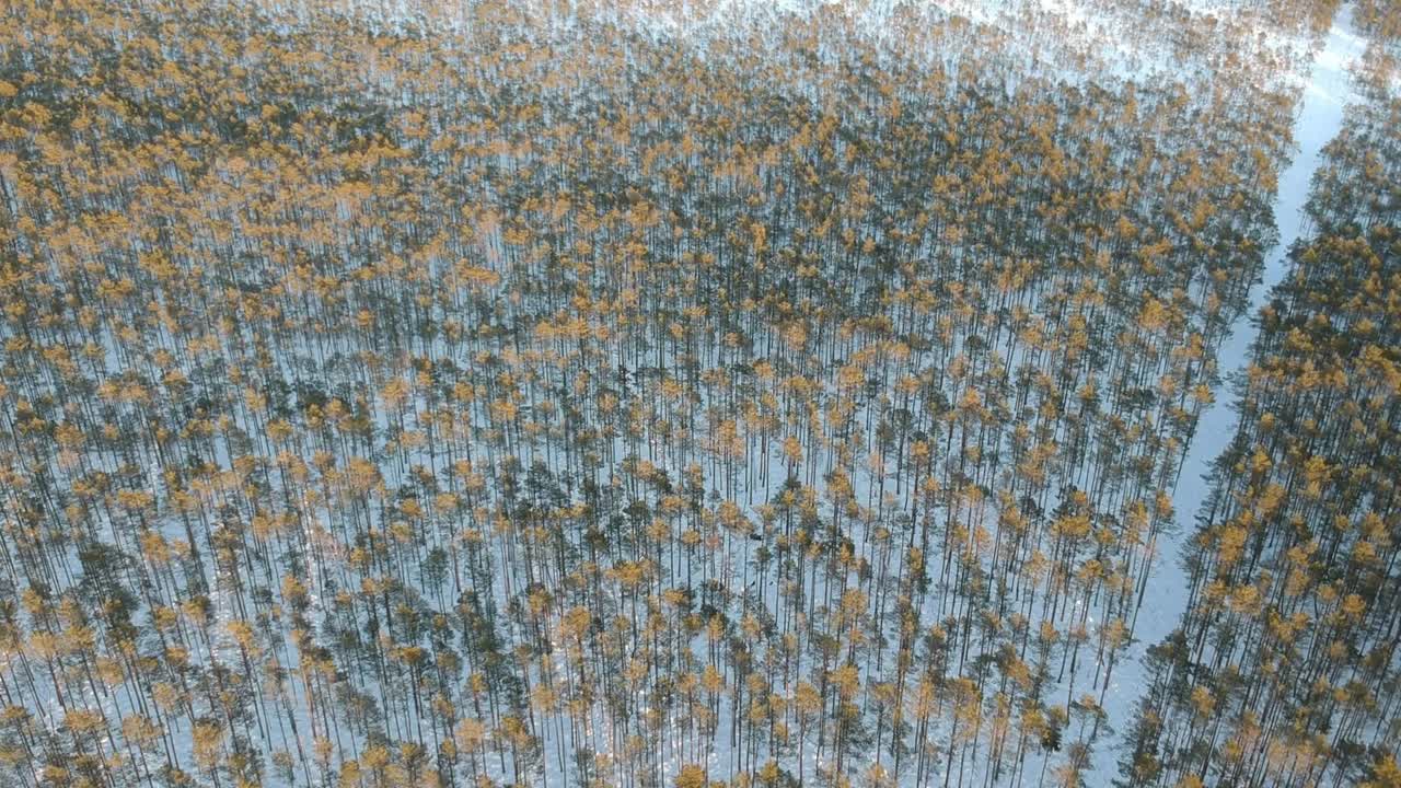 tiro de drone de bosque en pantano en estonia pequeños pinos