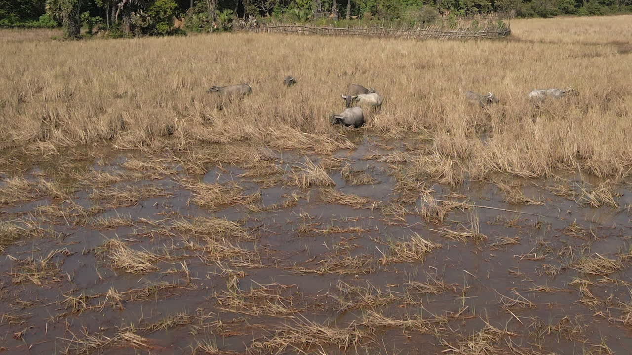 낮은 사바나 비행: 황금 마른 풀에서 먹는 국내 물소