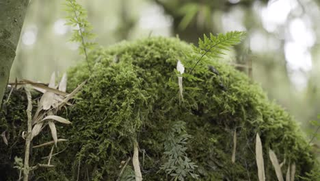 a close-up panning shot of moss and fern growing on a decomposing tree trunk in the forest