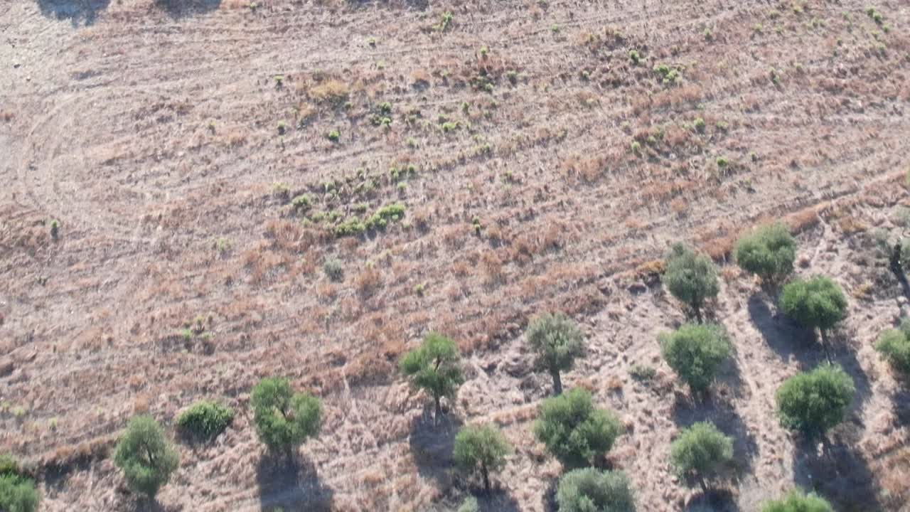 Aerial view of olive groves in Greece showcasing shadows at dawn