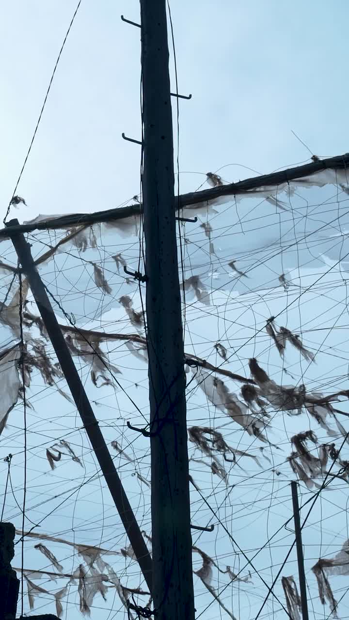 Birds Perched on Utility Pole with Plastic Bags Caught in Wires