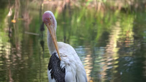 Asiatischer-Openbill-Storchvogel-Reinigt-Seine-Schwarze-Feder