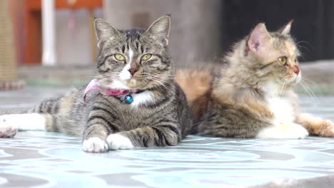 el gato está durmiendo de cerca.