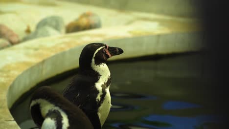 close up of penguins head that is standing in front of a swimming pool thinking about his life if he should jump in the water tired looking around slow motion