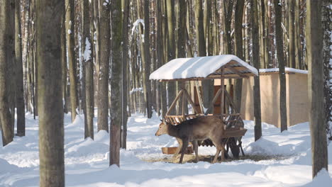 deer feeding in snowy forest