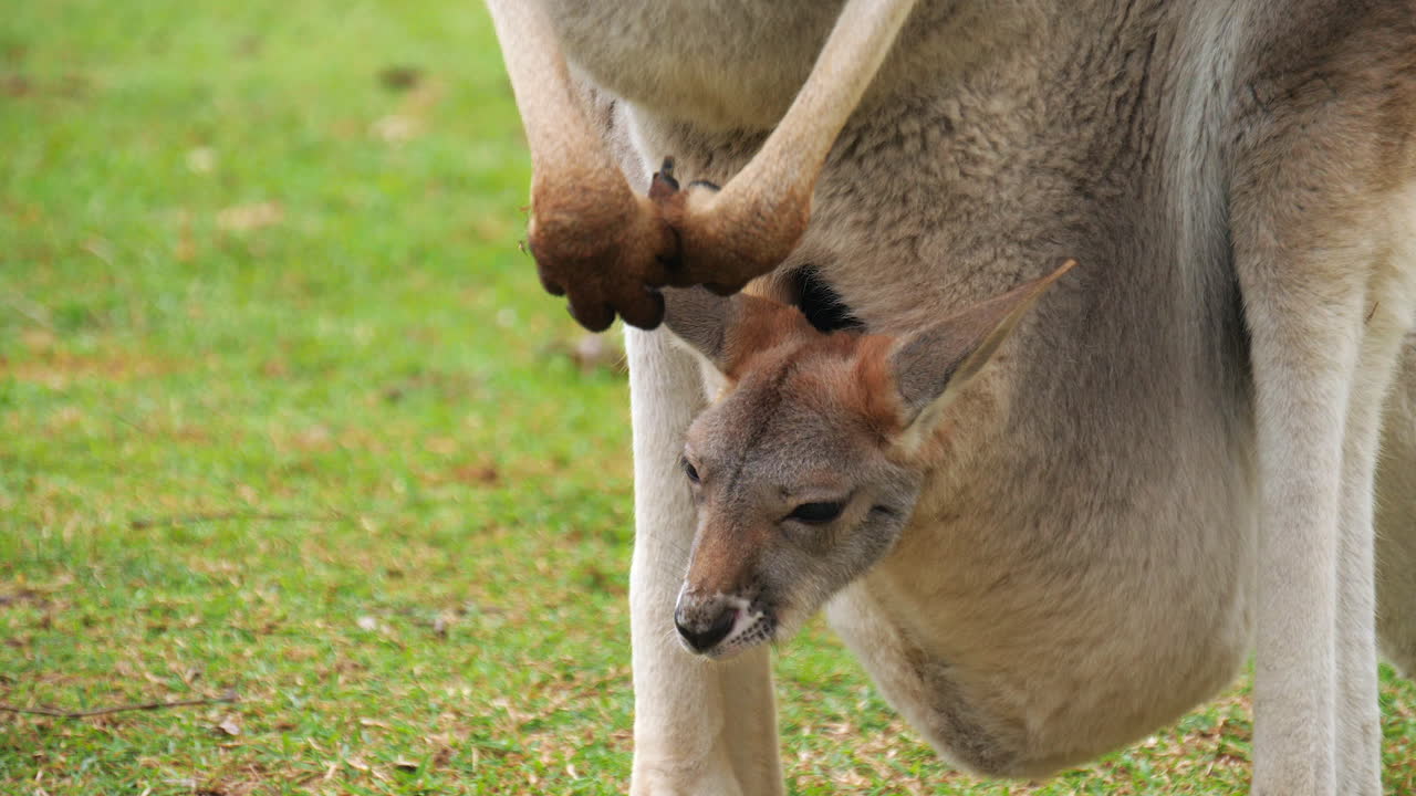 bebé canguro rojo mirando los alrededores desde la bolsa de su madre, australia