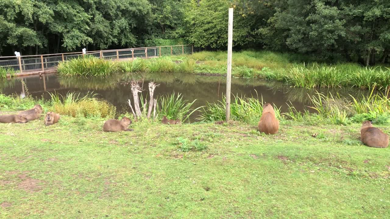 Panning shot showing Capybara relax on a sunny day at Jimmys farm in Ipswich, Suffolk, UK. 29.08.25