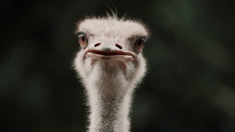 Closeup-Of-Ostrich-Head-Facing-The-Camera