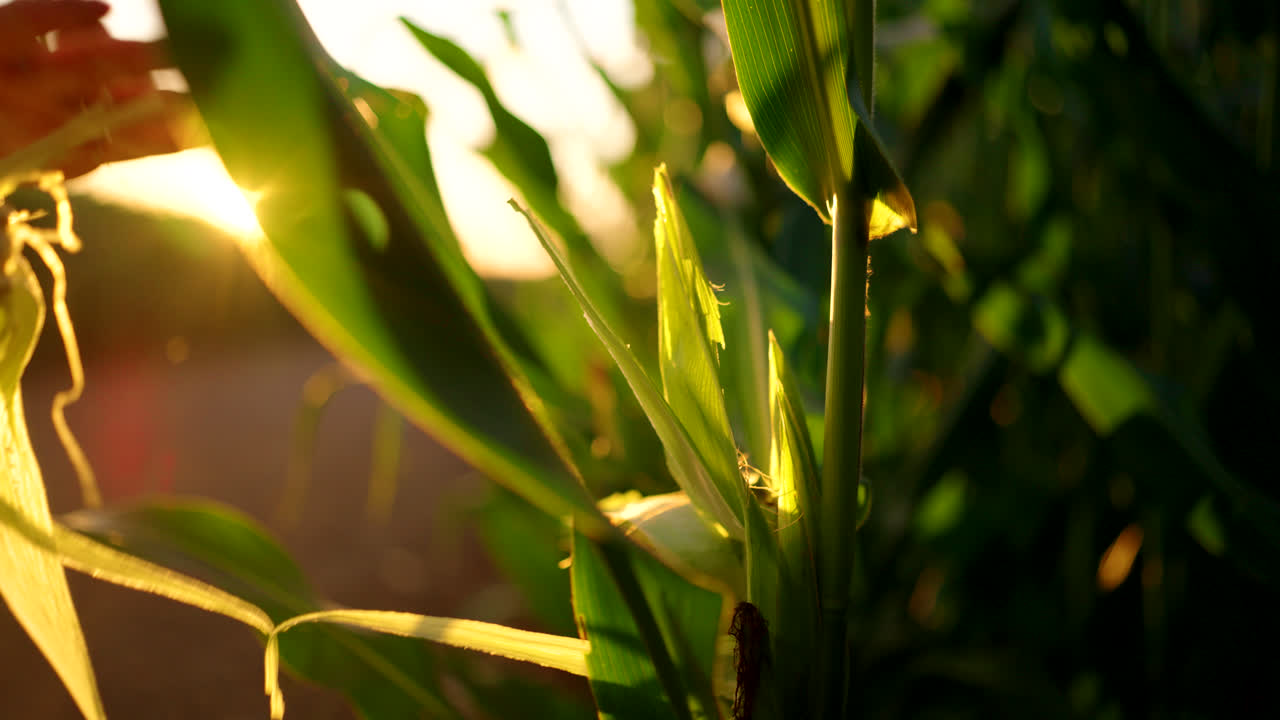 Farmer Inspecting Fresh Corn Ear at Sunset in Agricultural Field