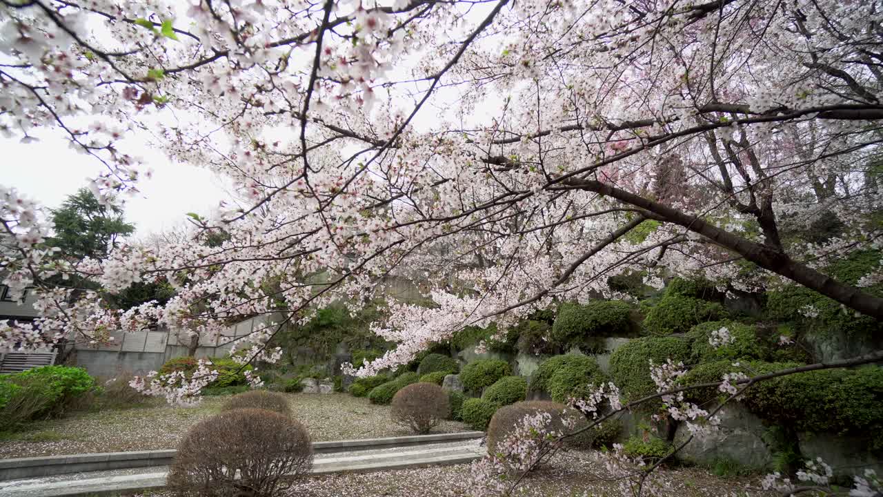 It is very common in the temples and cemeteries of Tokyo that the garden design has various sakura trees. In spring they generate a unique landscape, full of beauty and tranquility.
