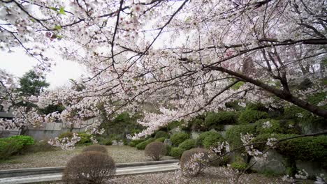 it is very common in the temples and cemeteries of tokyo that the garden design has various sakura trees. in spring they generate a unique landscape, full of beauty and tranquility.