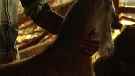 close up of man's hand holding horse baby foal