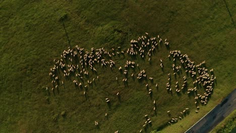 Summer-evening-aerial-top-down-view-of-hundreds-of-white-sheep-grazing-on-a-meadow-in-Sihla,-Slovakia